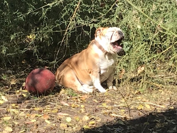 Funny Dogs (56 pics)