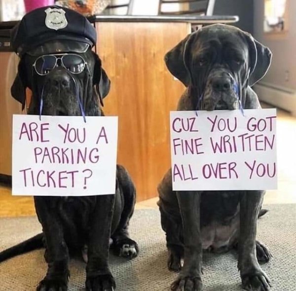 Funny Dogs (56 pics)