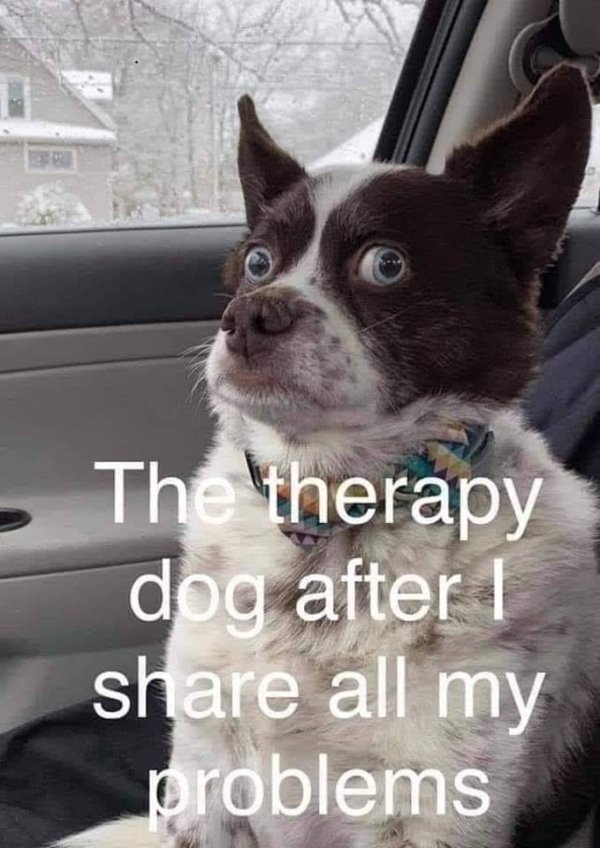 Funny Dogs (56 pics)
