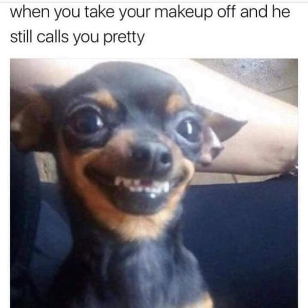 Funny Dogs (56 pics)