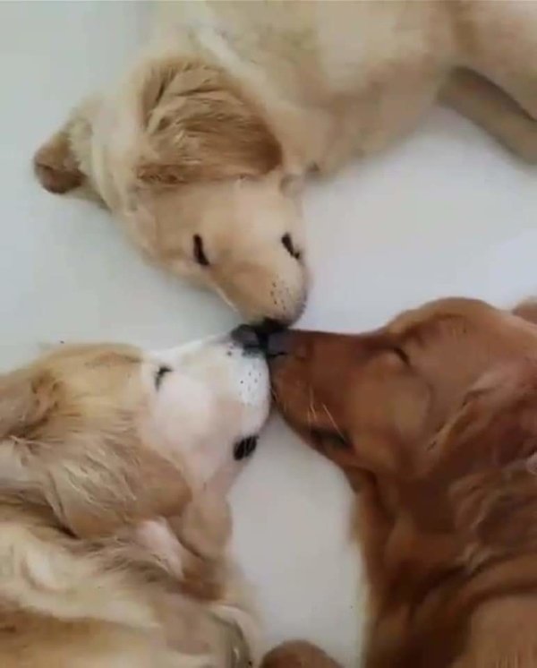Funny Dogs (56 pics)