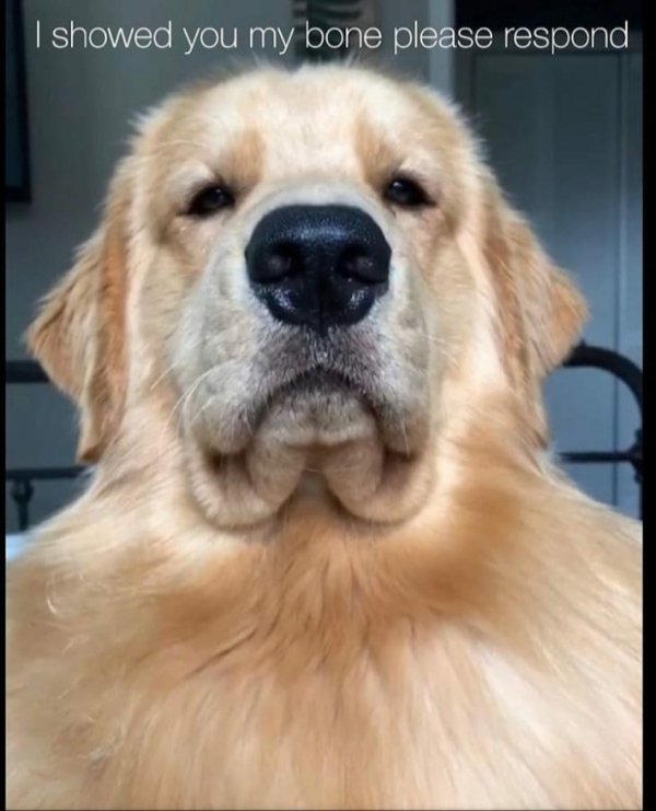 Funny Dogs (56 pics)