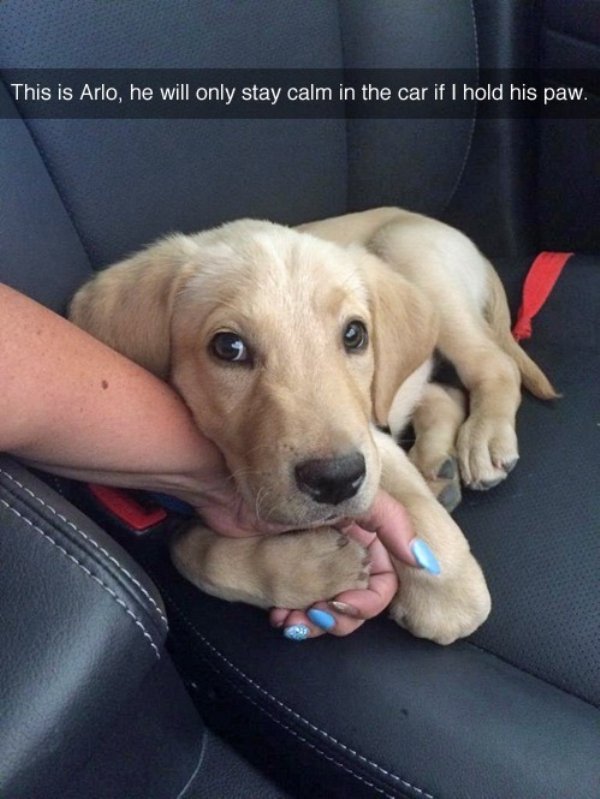 Funny Dogs (56 pics)