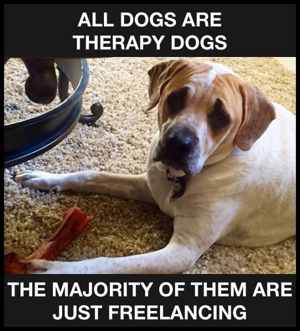 Funny Dogs (56 pics)