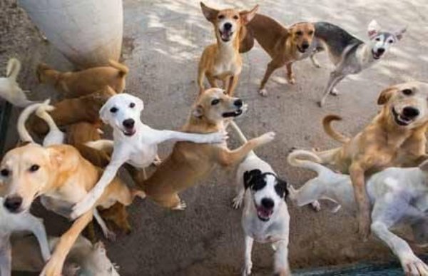 Funny Dogs (56 pics)
