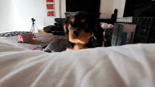 Please Pet Me (18 gifs)