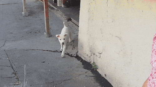 Please Pet Me (18 gifs)