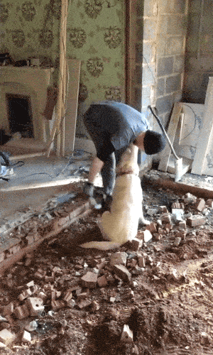 Please Pet Me (18 gifs)