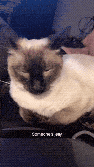 Please Pet Me (18 gifs)