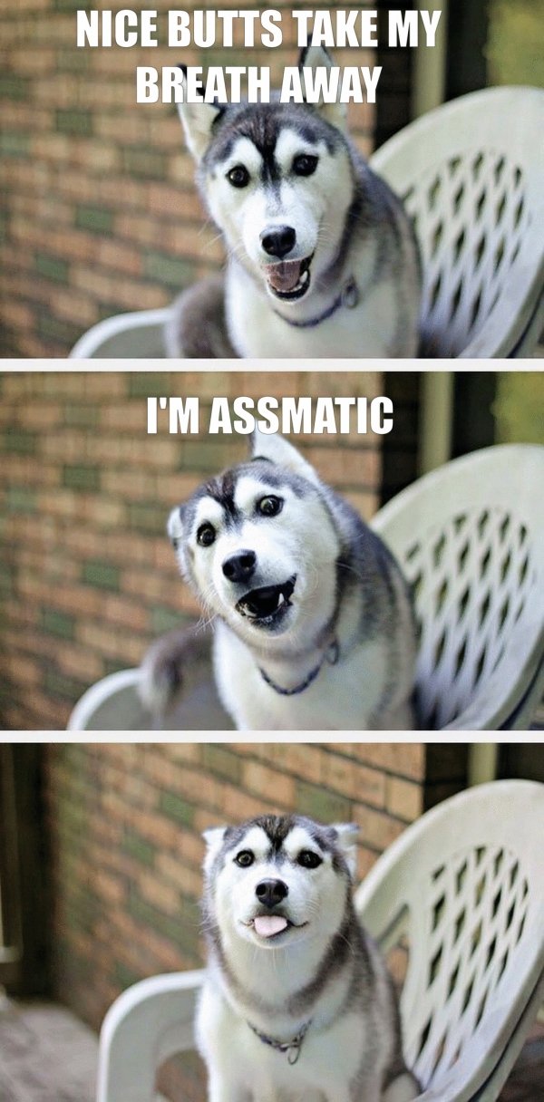 Funny Dogs (56 pics)