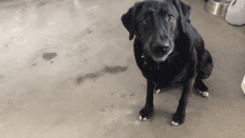 Please Pet Me (18 gifs)