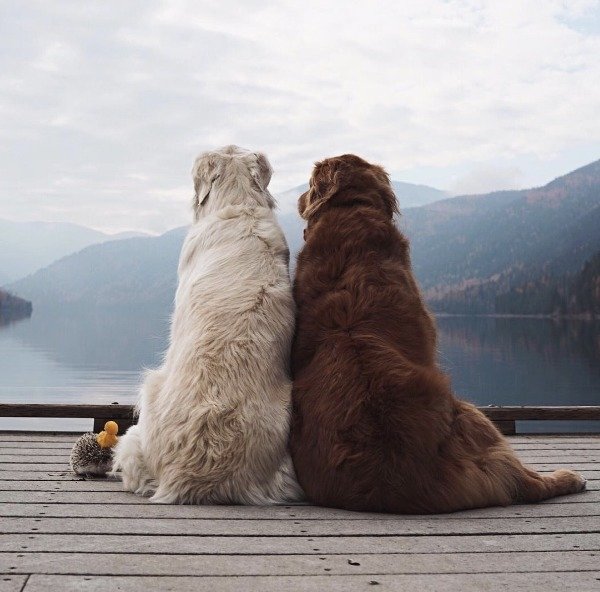 Funny Dogs (56 pics)