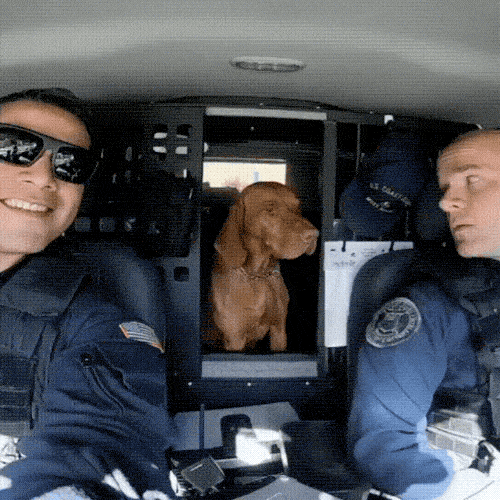 Please Pet Me (18 gifs)