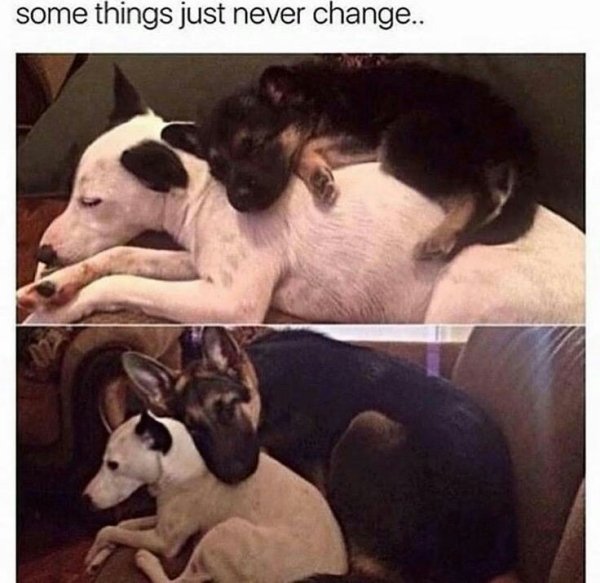 Funny Dogs (56 pics)
