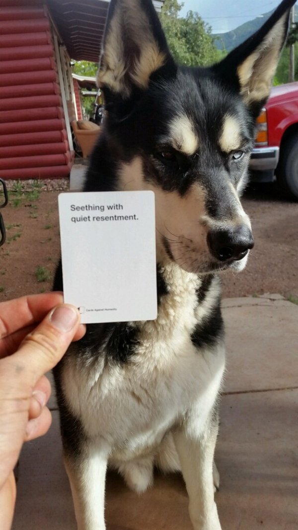 Funny Dogs (56 pics)