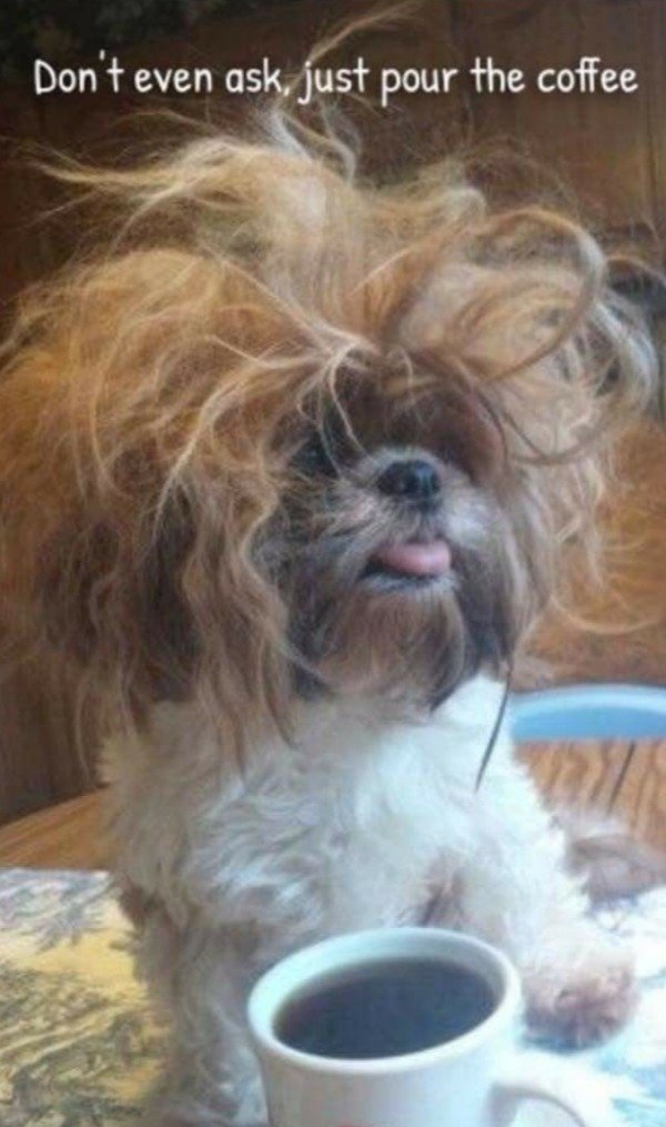 Funny Dogs (56 pics)