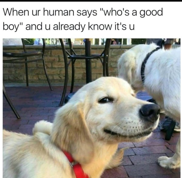 Funny Dogs (56 pics)