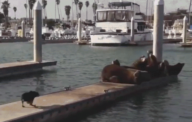 Acid Gifdump, July 15 (25 gifs)