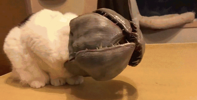 Acid Gifdump, July 15 (25 gifs)