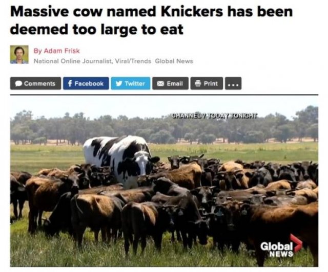 Believe It Or Not But These News Headlines Are Real (30 pics)