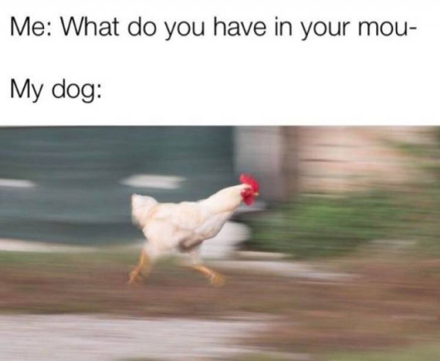 Funny Pictures (48 pics)
