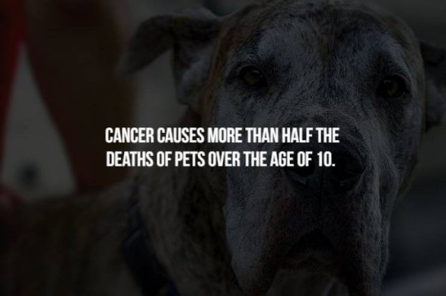Creepy Facts (17 pics)
