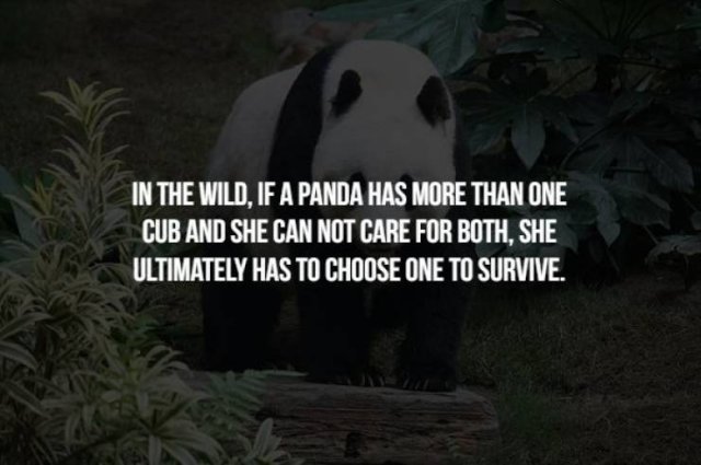 Creepy Facts (17 pics)