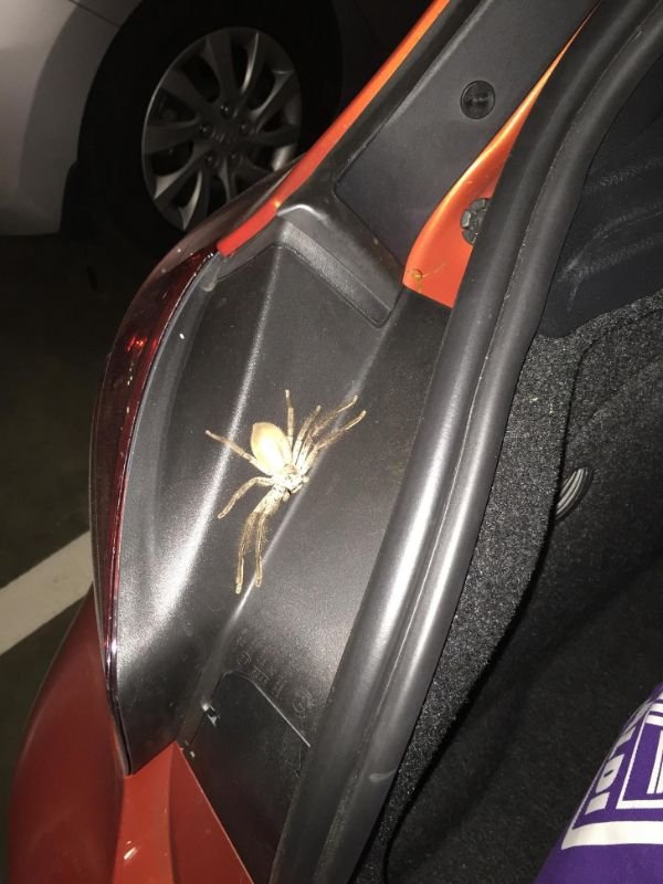 Australia Can Be Good And Bad At The Same Time (30 pics)
