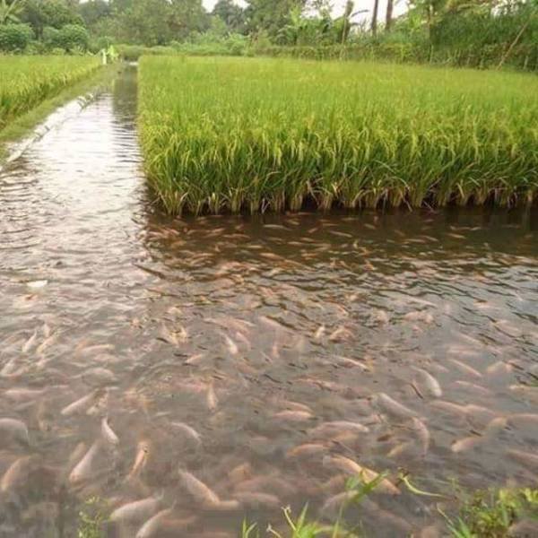 Acid Picdump. Part 2 (103 pics)