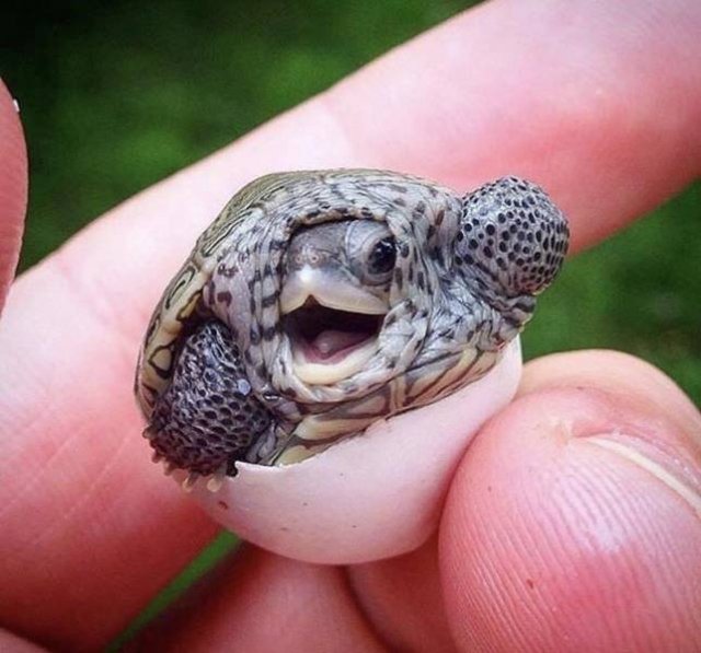 Acid Picdump. Part 1 (98 pics)