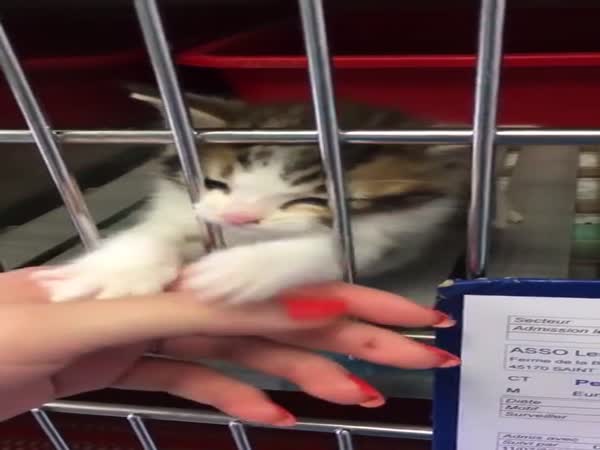 Don't Buy - Adopt