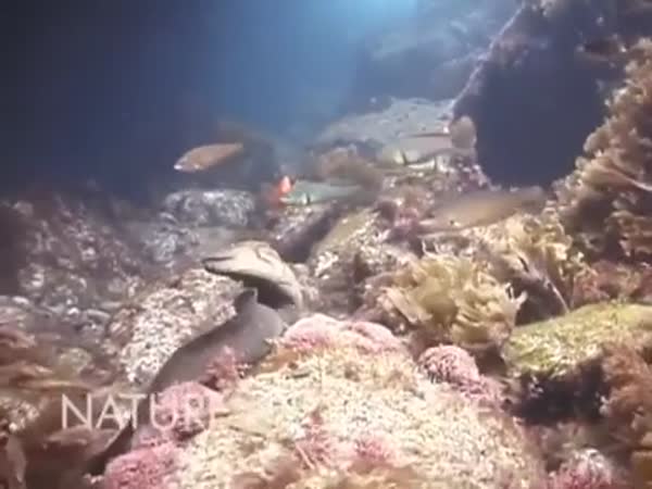 Octopus Rides Moray Eel To Avoid Its Deadly Jaws