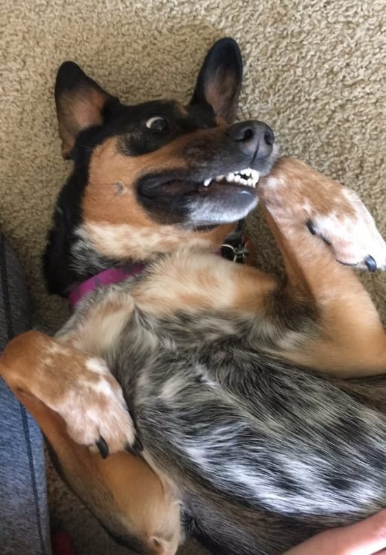 Derp Pets (36 pics)