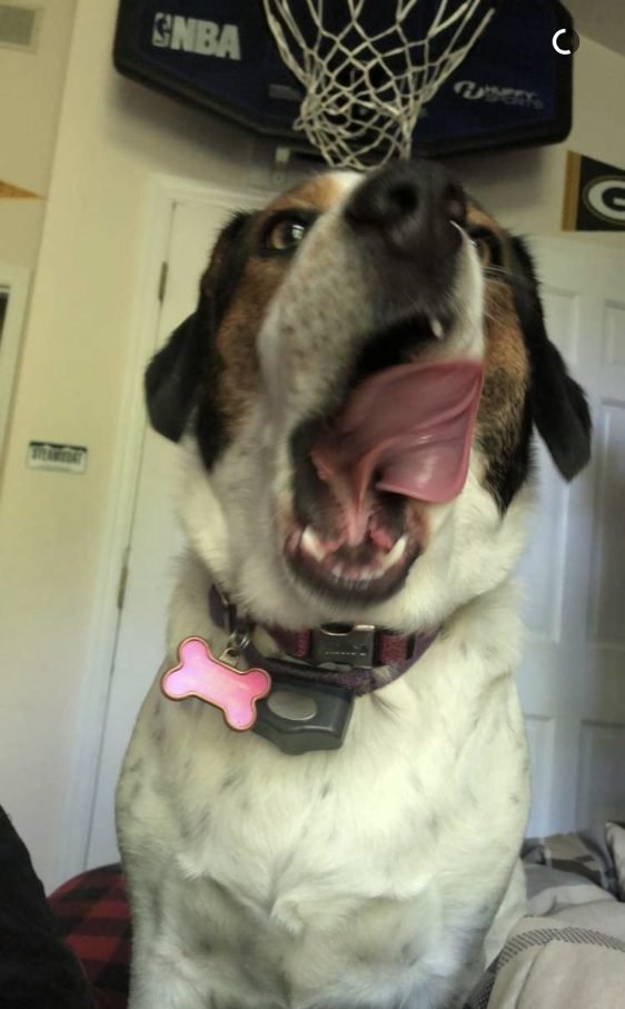 Derp Pets (36 pics)