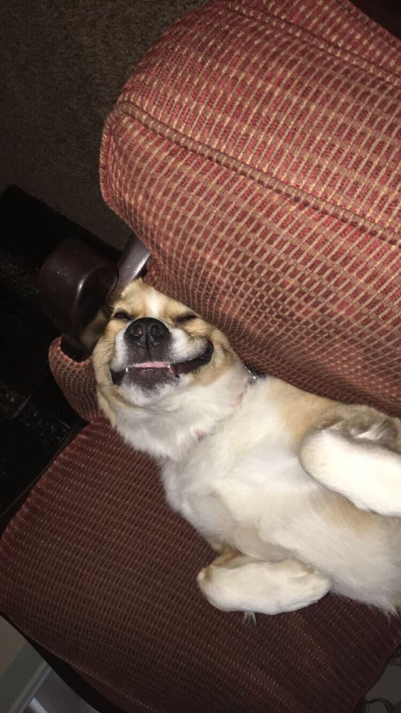 Derp Pets (36 pics)