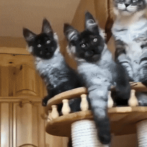 Acid Gifdump, July 18 (25 gifs)