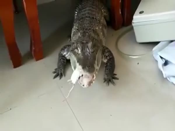 Not Your Everyday Pet