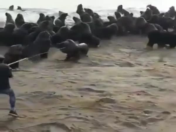 Tires Can Even Harm Sea Lions