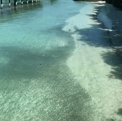 Acid Gifdump, July 19 (25 gifs)