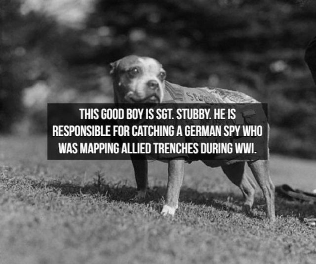 Spy Facts (15 pics)