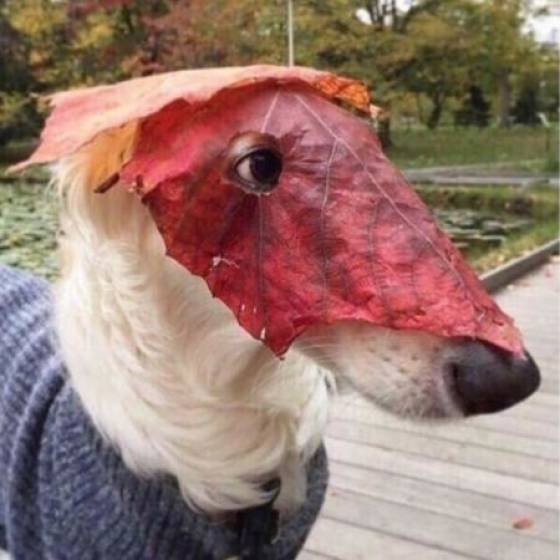 Acid Picdump. Part 1 (102 pics)