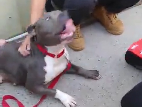Pitbull Loses It After Getting Adopted