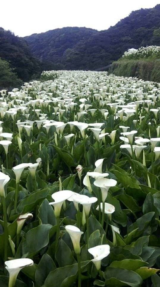 Acid Picdump. Part 1 (99 pics)