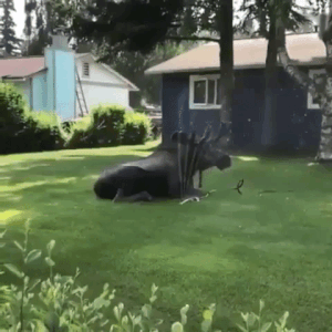 Welcome To Canada (30 pics)