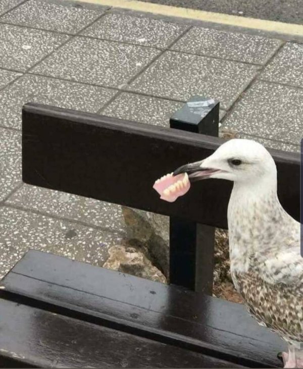 WTF Photos (29 pics)