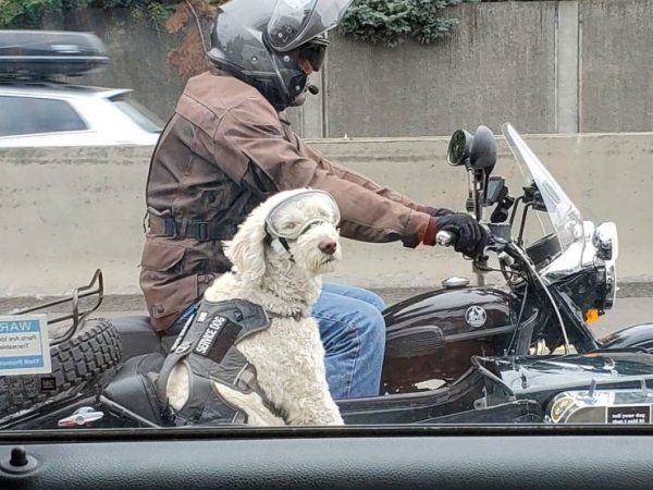 Funny Animals (65 pics)