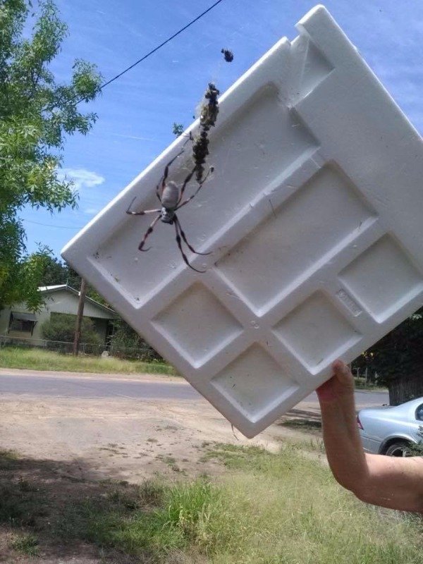 Nope (29 pics)