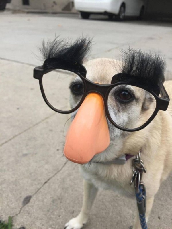 Funny Animals (65 pics)
