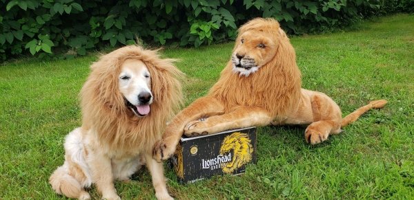 Funny Animals (65 pics)