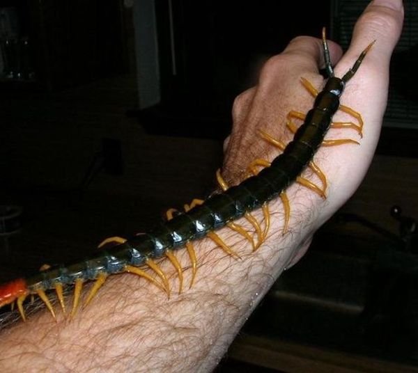 Nope (29 pics)